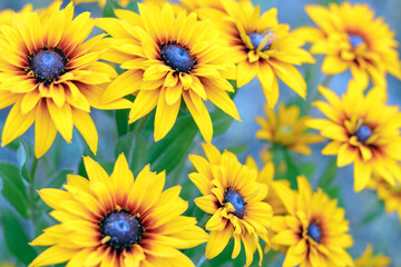 Rudbeckia bicolor. Yellow and orange black-eyed or African daisy flower with green background . Rudbeckia hirta. Black-eyed Susan. Blurred selective focus. Orange gardens daisies. Flower background