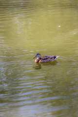 Duck. Blue-necked ducks spend time on the summer Mägede lake in central Estonia.