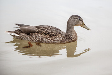 Duck. Blue-necked ducks spend time on the summer Mägede lake in central Estonia.