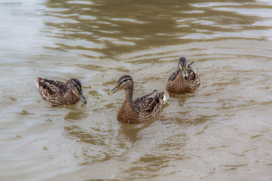 Duck. Blue-necked ducks spend time on the summer M&auml;gede lake in central Estonia.