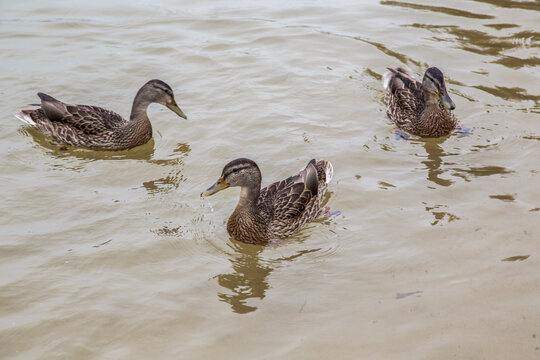 Duck. Blue-necked ducks spend time on the summer M&auml;gede lake in central Estonia.