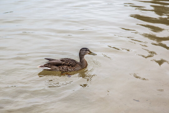 Duck. Blue-necked ducks spend time on the summer M&auml;gede lake in central Estonia.
