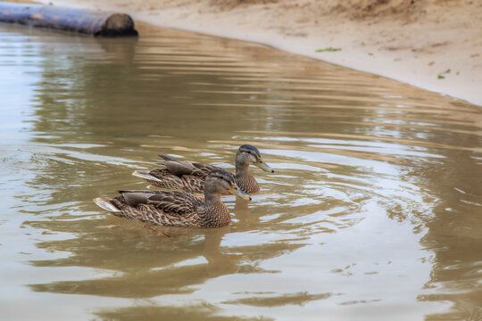 Duck. Blue-necked ducks spend time on the summer M&auml;gede lake in central Estonia.
