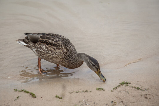 Duck. Blue-necked ducks spend time on the summer M&auml;gede lake in central Estonia.