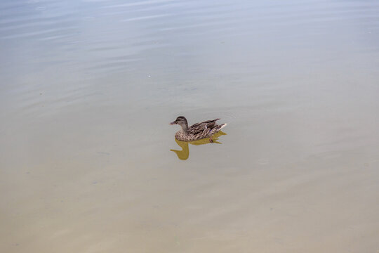 Duck. Blue-necked ducks spend time on the summer M&auml;gede lake in central Estonia.