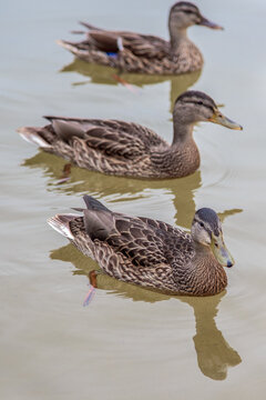 Duck. Blue-necked ducks spend time on the summer M&auml;gede lake in central Estonia.