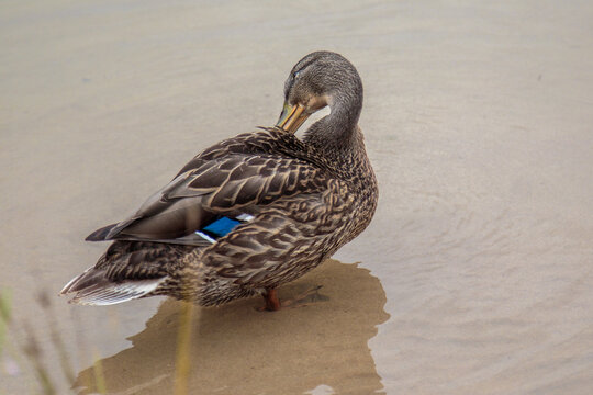 Duck. Blue-necked ducks spend time on the summer M&auml;gede lake in central Estonia.