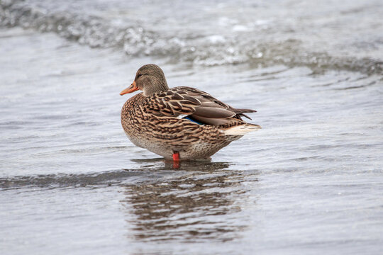 Duck. Blue-necked ducks spend time on the summer M&auml;gede lake in central Estonia.