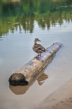 Duck. Blue-necked ducks spend time on the summer M&auml;gede lake in central Estonia.