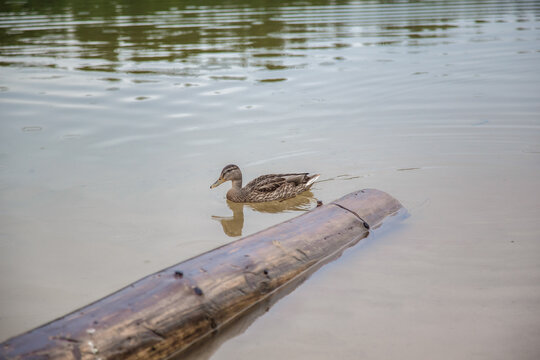 Duck. Blue-necked ducks spend time on the summer M&auml;gede lake in central Estonia.