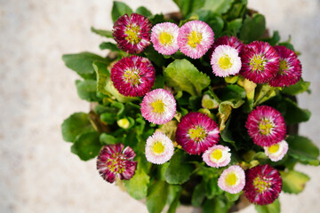 Pink daisy flower Bellis perennis growing in a pot among other perennial daisies in white and magenta hues. Top view, selective focus, shallow depth of field, close-up. © Daria