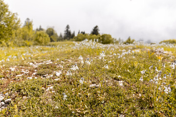 Mountain meadow full of blooming wild white heath speedwell flowers (Veronica officinalis) in...