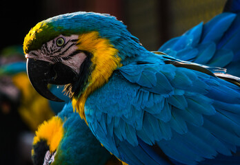 blue and gold macaw