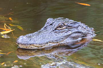 Alligator in Alligator River National Wildlife Refuge