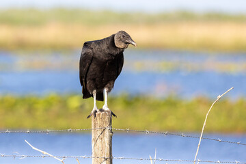 Black Vulture on frnce post