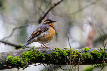 Varied Thrush bird