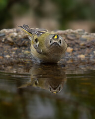 Goldcrest and its reflection