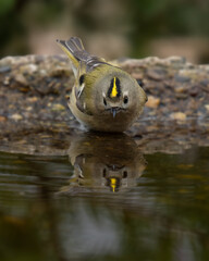 Goldcrest and its reflection