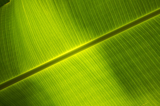 Hoja verde de plátano