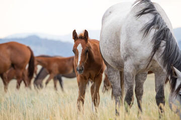 Mares and foals in a herd grazing. 