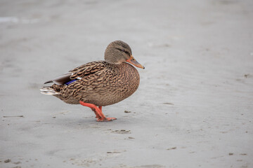 Duck. Mallard hang out on Pirita beach in Estonia in early spring.