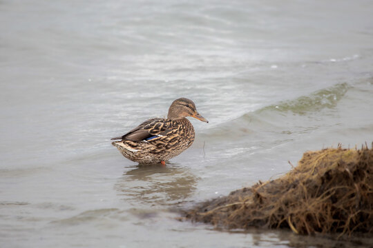 Duck. Mallard hang out on Pirita beach in Estonia in early spring.