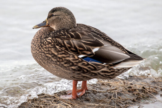 Duck. Mallard hang out on Pirita beach in Estonia in early spring.