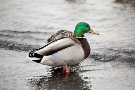 Duck. Mallard hang out on Pirita beach in Estonia in early spring.