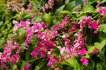 Fototapeta premium Mexican creeper, Chain of love flower, Coral vine.