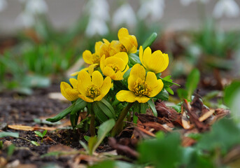A bright flower eranthis in the spring garden