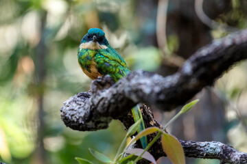 A Rufous-tailed Jacamar also knows as Ariramba perched on a tree in the forest of the cerrrado biome. Species Galbula ruficauda.  Bird lover. Birdwataching. Birding. Animal world.