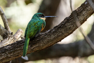 A Rufous-tailed Jacamar also knows as Ariramba perched on a tree in the forest of the cerrrado biome. Species Galbula ruficauda.  Bird lover. Birdwataching. Birding. Animal world.