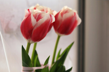 red tulips on a white background