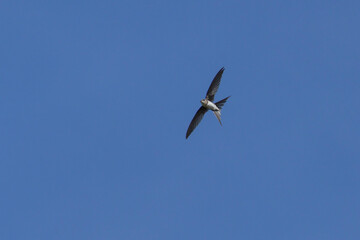 The flight of the Fork-tailed Palm-Swift also known as Andorinha. Species Achornis squamata. Birdwatching. Birding. Swallow.
