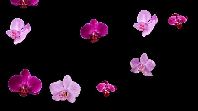 Animation of orchid flowers falling. Orchids on dark purple background.