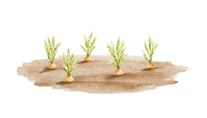 Vegetable cartoon garden with carrots isolated on white background. Watercolor hand drawn illustration sketch