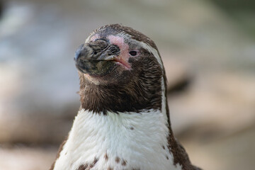 close up of a penguin