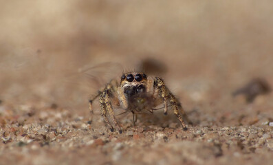 Jumping spider