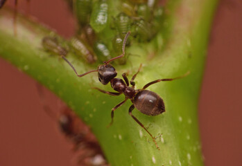 ants and aphids