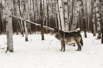 Black-Phase Wolf (Canis lupus) Stands in Snowy Forest Winter