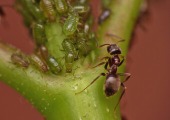 ants and aphids
