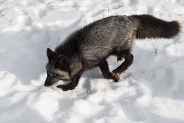 Silver Fox (Vulpes vulpes) Runs Left Through Snow Winter