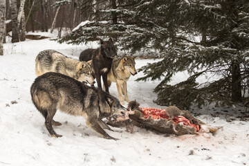 Fototapeta na wymiar Black Phase Wolf (Canis lupus) Tugs on White-Tail Deer Body with Pack Winter