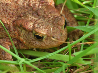 toad