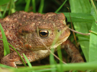 toad