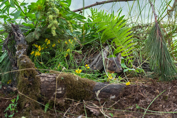 Naklejka na ściany i meble American Pine Marten (Martes americana) Kit Under Wood Amongst Flowers Ferns and Pine Summer