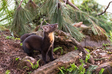 American Pine Marten (Martes americana) Kit Looks Up and to Right Summer