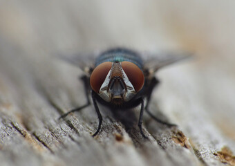 blue bottle fly blowfly