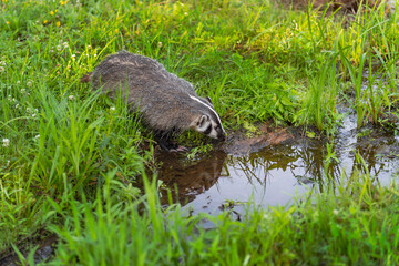 North American Badger (Taxidea taxus) Cub Nose Down to Water Summer