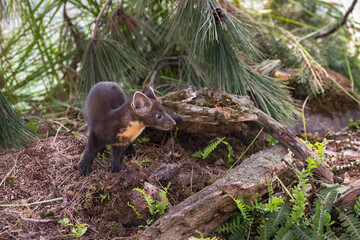 American Pine Marten (Martes americana) Kit Moves Around Wood Under Pine Summer